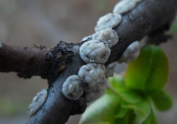 养植南庭芥时出现了虫害和根腐怎么办，平是养护的时候该怎么预防？