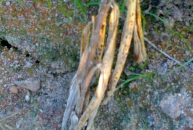 瓶儿花出现病害怎么办？具体病虫害防治方法都有哪些？