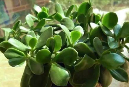 既好看又好养的“懒人植物”，太适合摆放在家中了！