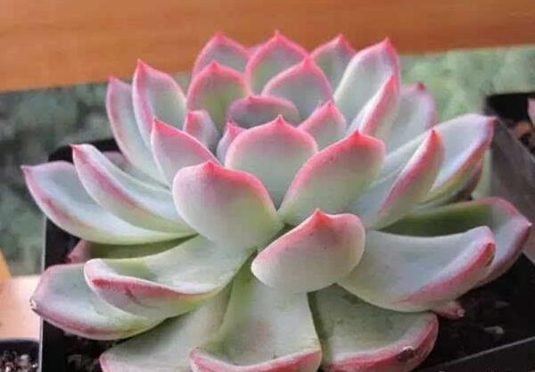 植物红边月影是否有毒性，如果在室内养植对人体有什么影响？