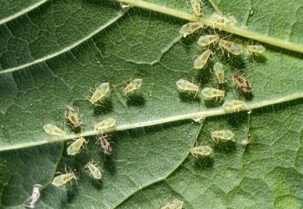养植南庭芥时出现了虫害和根腐怎么办，平是养护的时候该怎么预防？