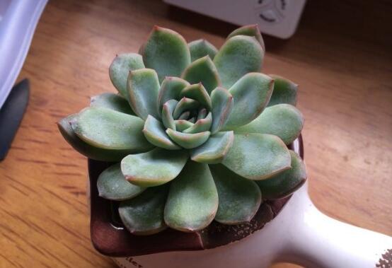 养的莎莎女王多肉叶片软软的是什么原因，平时该怎么控制光照和浇水量？
