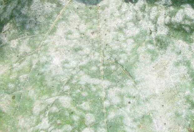 瓶儿花出现病害怎么办？具体病虫害防治方法都有哪些？