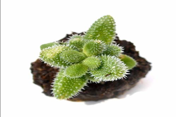 养植多肉雷童秘诀是什么？平时要多注意哪些事项？