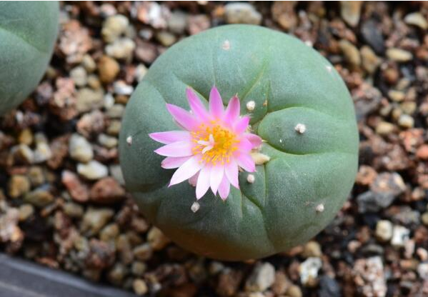 乌羽玉花需要养个几年才能开花？乌羽玉的花语代表的是什么？