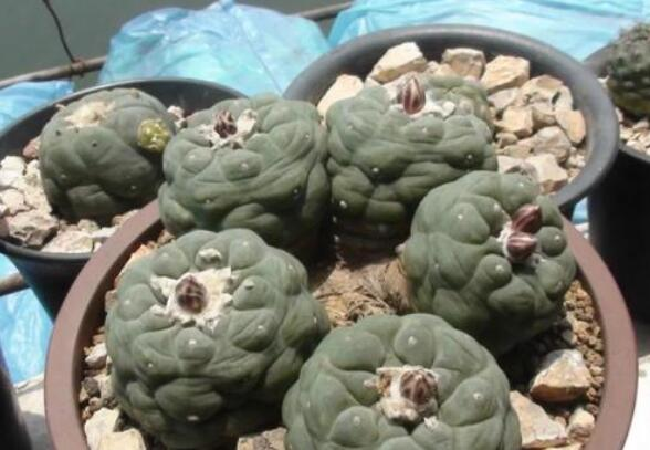 养植乌羽玉的具体方法是什么，有哪些注意的地方呢，对水和光照条件有无特殊要求？