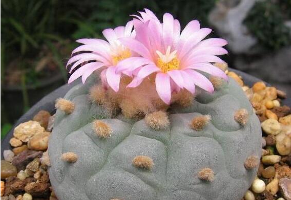 乌羽玉花需要养个几年才能开花？乌羽玉的花语代表的是什么？