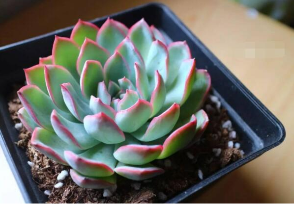多肉雨燕座养植时需要注意哪些问题，雨燕座很怕积水养植方法是什么？