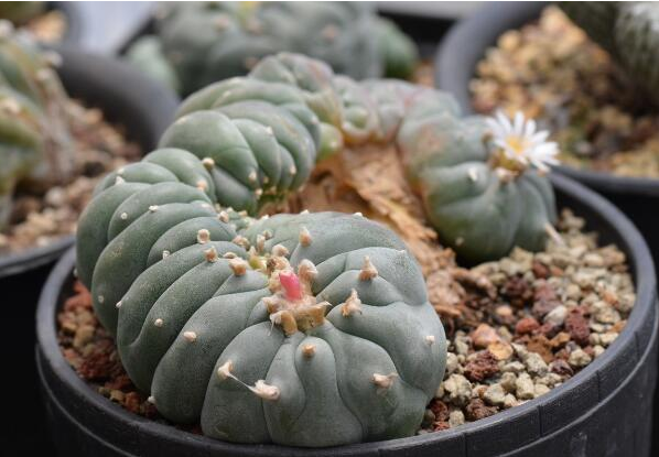 养植乌羽玉的具体方法是什么，有哪些注意的地方呢，对水和光照条件有无特殊要求？