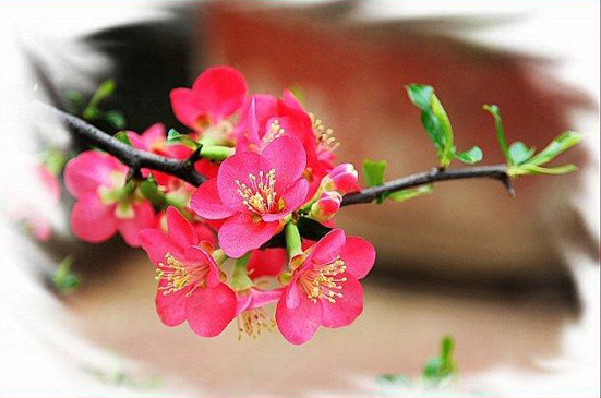 好花冬红当在冬季绽放，如何在元旦也能欣赏到冬红花？