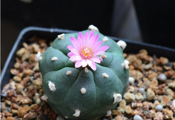 养植乌羽玉的具体方法是什么，有哪些注意的地方呢，对水和光照条件有无特殊要求？