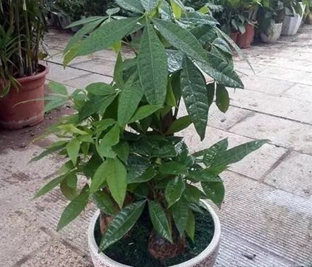 发财树叶子发黄枯萎下垂，教你分分钟解决！