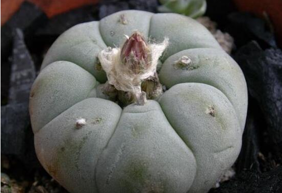 养植乌羽玉的具体方法是什么，有哪些注意的地方呢，对水和光照条件有无特殊要求？