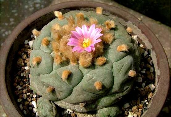 乌羽玉花需要养个几年才能开花？乌羽玉的花语代表的是什么？