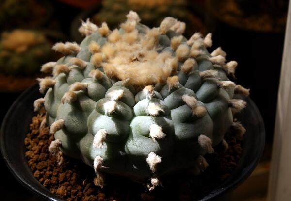 养植乌羽玉的具体方法是什么，有哪些注意的地方呢，对水和光照条件有无特殊要求？