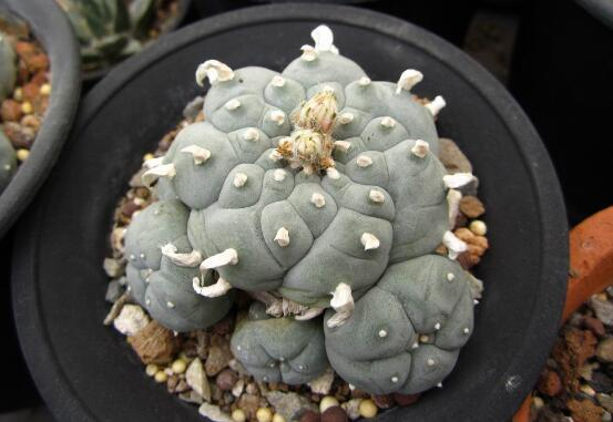 养植乌羽玉的具体方法是什么，有哪些注意的地方呢，对水和光照条件有无特殊要求？