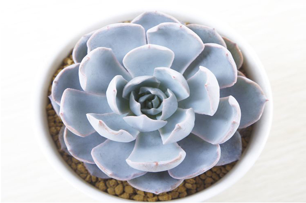养植的多肉蓝石莲不出状态还出现了摊大饼的状况要怎么办？