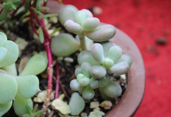 喜欢肉肉，无奈养植的桃蛋叶子皱皱巴巴、干干瘪瘪的，这是夏季需要适当的遮阳了还要注意补水
