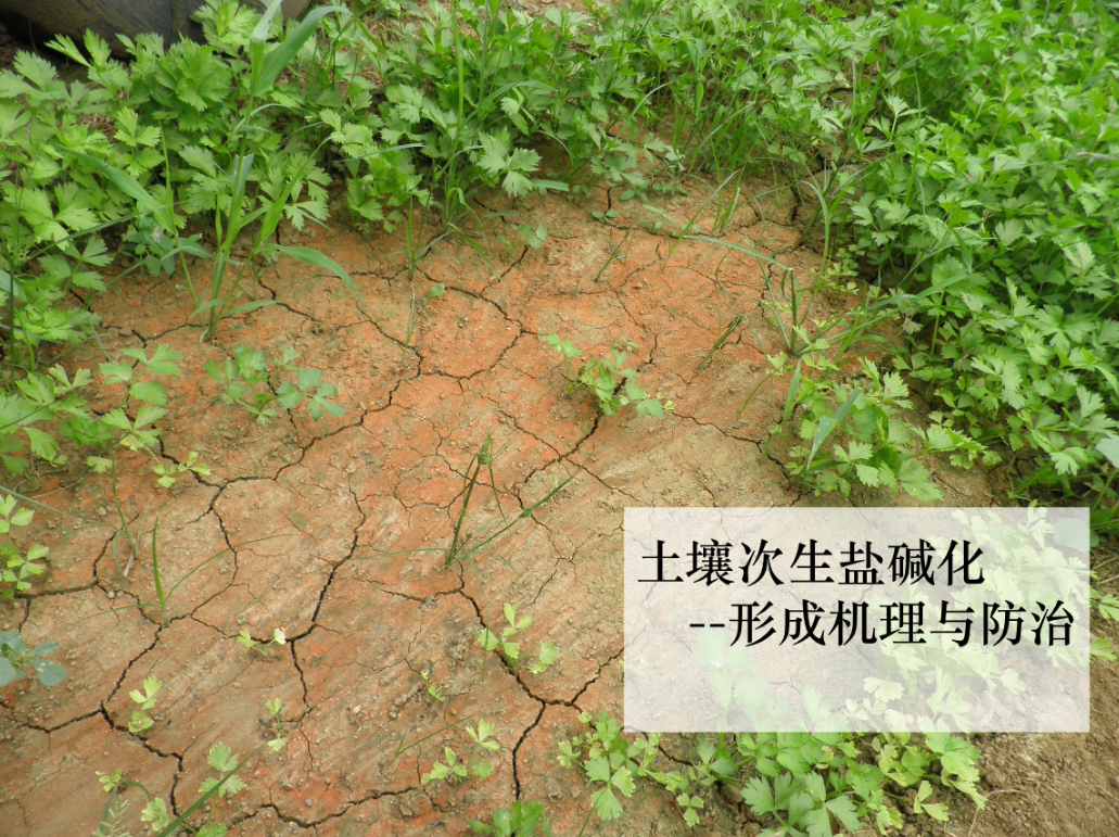 养殖花卉出现土壤盐碱化、土壤板结的问题该怎么办？