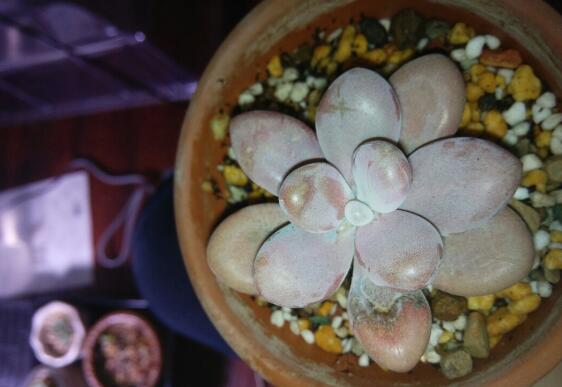 喜欢肉肉，无奈养植的桃蛋叶子皱皱巴巴、干干瘪瘪的，这是夏季需要适当的遮阳了还要注意补水