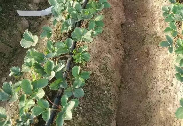 养殖花卉出现土壤盐碱化、土壤板结的问题该怎么办？