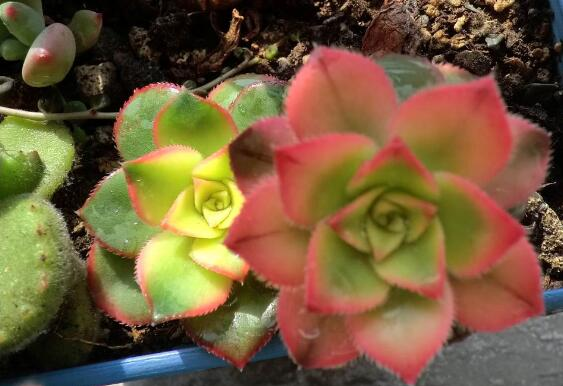 养植多肉艳日辉的方法是？土壤、温度、肥水都有什么需要注意的地方？