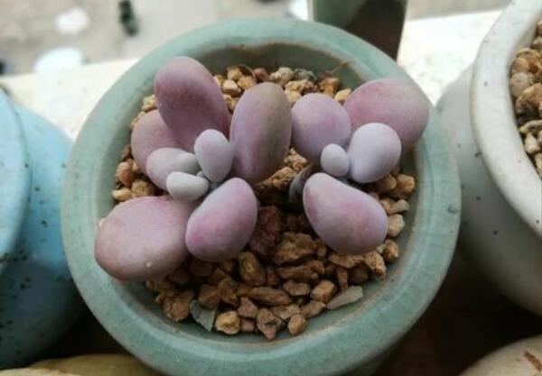 喜欢肉肉，无奈养植的桃蛋叶子皱皱巴巴、干干瘪瘪的，这是夏季需要适当的遮阳了还要注意补水