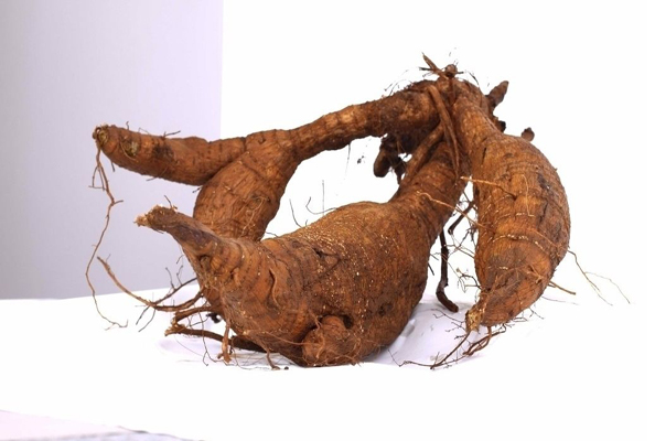 同株不同命葛花与葛根相比，它们到底差在哪儿？