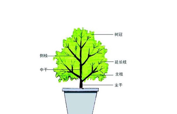 家庭养殖花卉要怎么修剪枝条？有哪些操作方式以及技术要点？