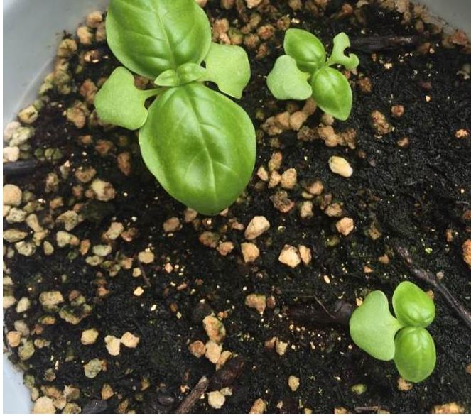 罗勒叶的种植与食用功效-四季植物网