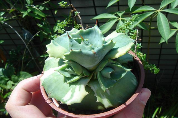 全面解锁九轮塔植物养护诀窍，季节以及土壤的要求都有哪些？