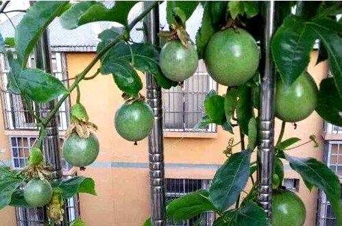 百香果一般什么季节开花？想要百香果更好开花、结果需要怎么养护？