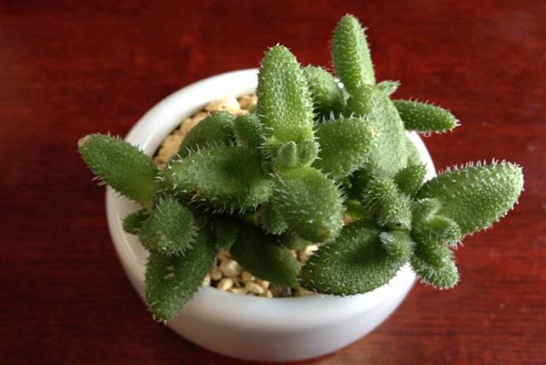 全面解锁九轮塔植物养护诀窍，季节以及土壤的要求都有哪些？