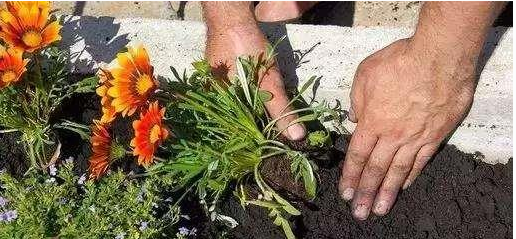 养好花全靠施的一把好肥，肥料有机的和无机的到底有什么区别？