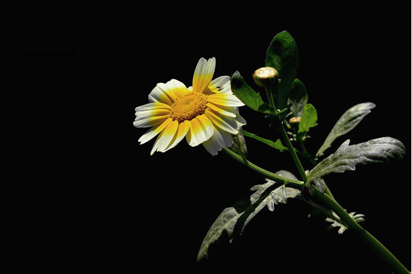 我家茼蒿开花了长得像黄金菊，它们的本质区别都有哪些？