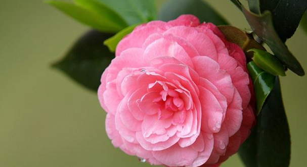 根据植物的适宜温度，给花卉打造绝佳生长条件
