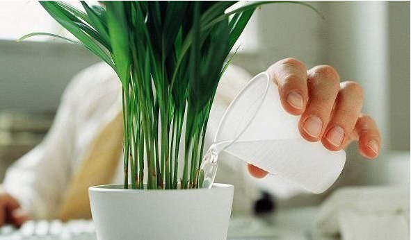 透过植物原生环境学习怎么给植物浇充足的水，不然没法活哦！