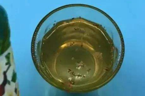 家养盆栽中出现一些小虫子，这种情况该怎么办才好？