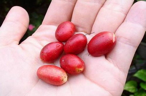 盆养神秘果只见开花不见结果或结的果子长不大究竟是什么原因？