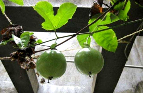 百香果一般什么季节开花？想要百香果更好开花、结果需要怎么养护？