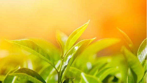 家养植物、花卉控制好光照条件才能养出好状态