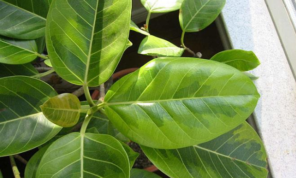 如何种植橡皮树，扦插、修剪、繁育以及水肥管理？