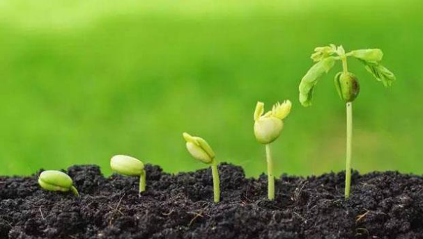 家养植物、花卉控制好光照条件才能养出好状态