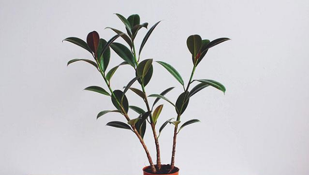 如何种植橡皮树，扦插、修剪、繁育以及水肥管理？