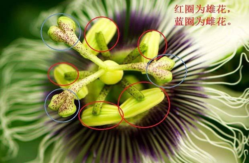 百香果一般什么季节开花？想要百香果更好开花、结果需要怎么养护？