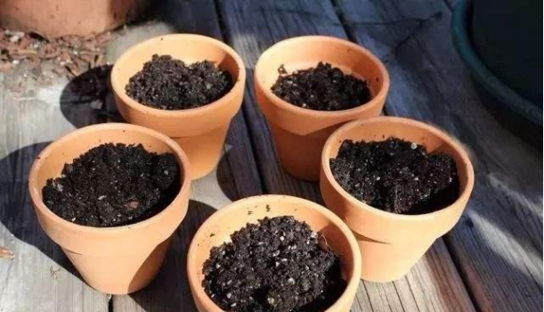 想要养出健康壮硕的花卉首先要从土壤开始，怎样选择土壤？