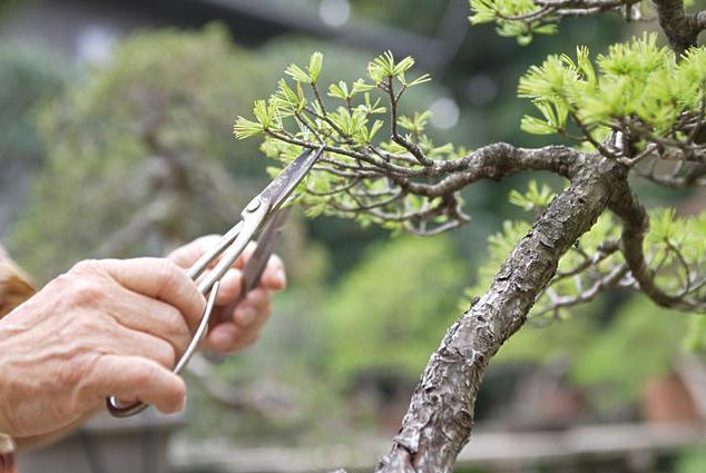 家庭养殖花卉要怎么修剪枝条？有哪些操作方式以及技术要点？