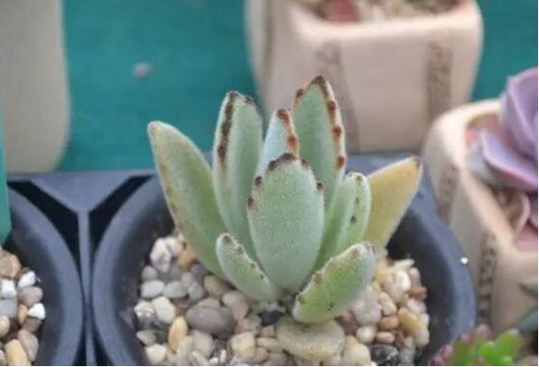 常见多肉植物兔耳是怎么繁育小苗的，实际操作中分株和叶插有什么诀窍？
