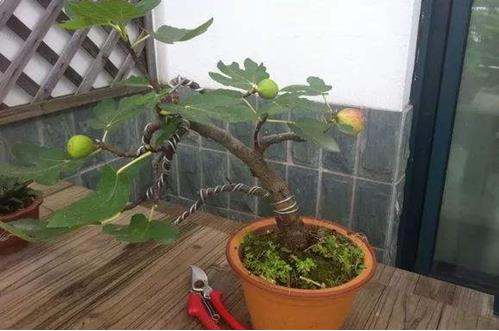 种植无花果什么时间最合适，具体无花果要怎么养植打理？