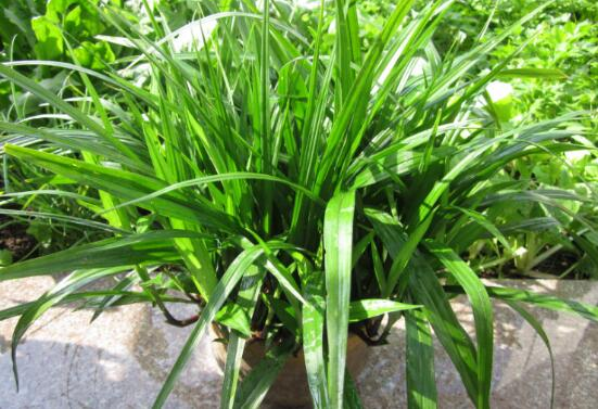 根据观音草的习性研究其养植方式，养殖中需注意观音草有喜欢湿润和耐寒的特性
